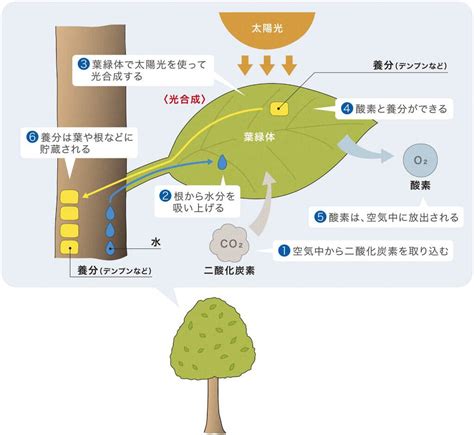 樹木 根|樹木の根系の成長に関する基礎的研究